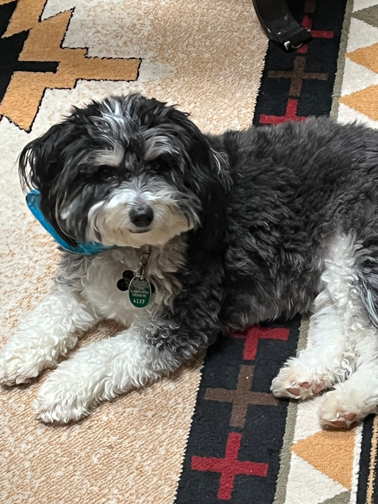 Happy Aussiechon Pup in