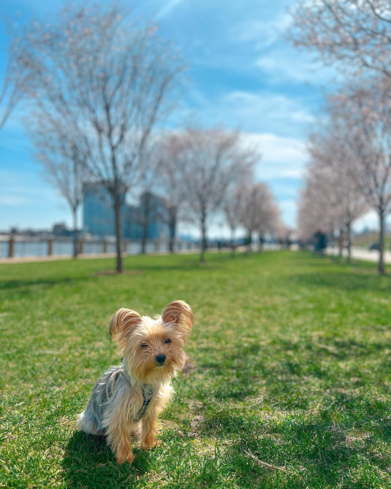 Energetic Yorkshire Terrier Pup in New York NY