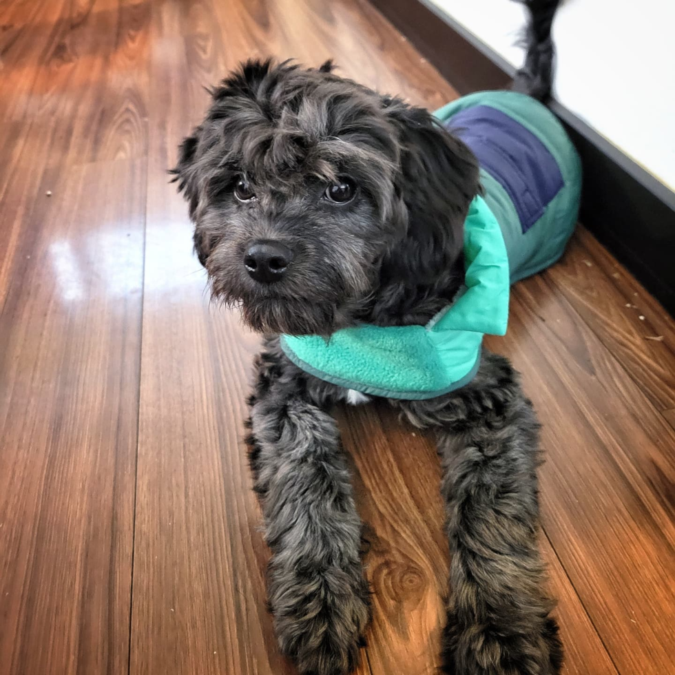 Milwaukie Cavapoo Pup