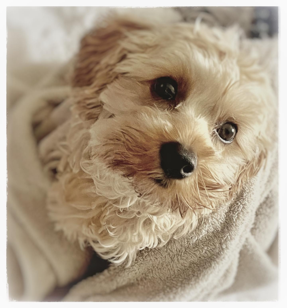 Friendly Cavapoo Pup in Hermitage TN