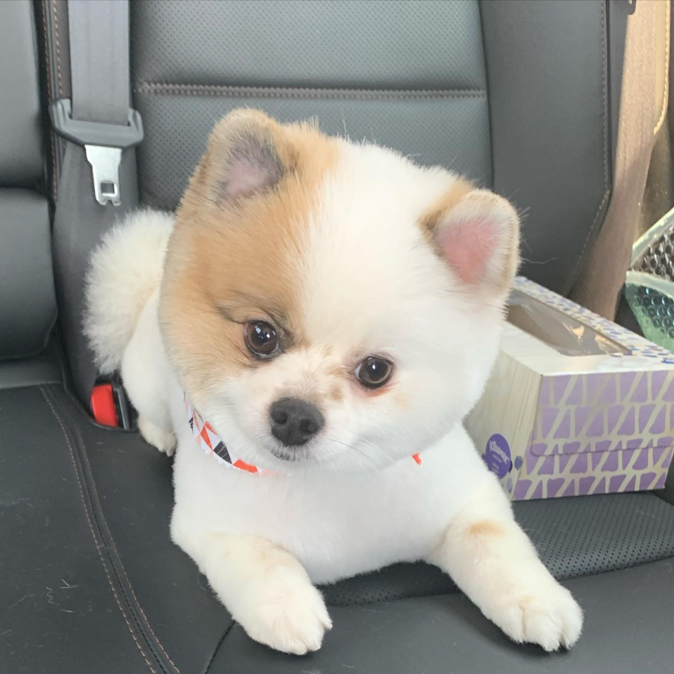 Smart Pomeranian Purebred Pup