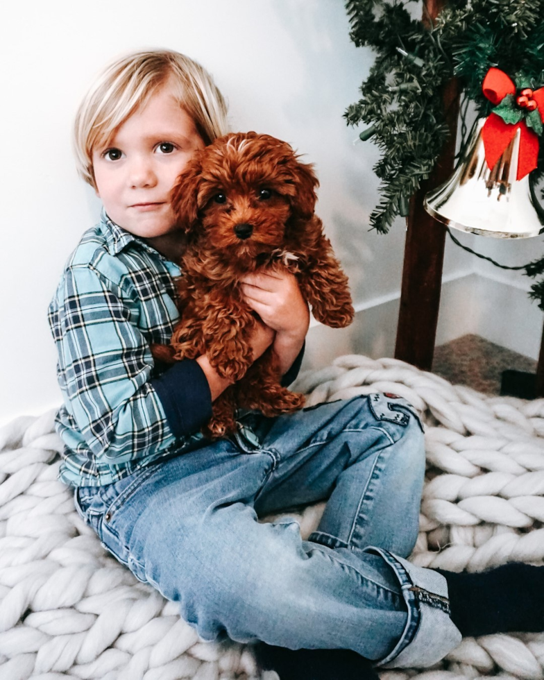 Happy Cavapoo Pup in Ogden UT