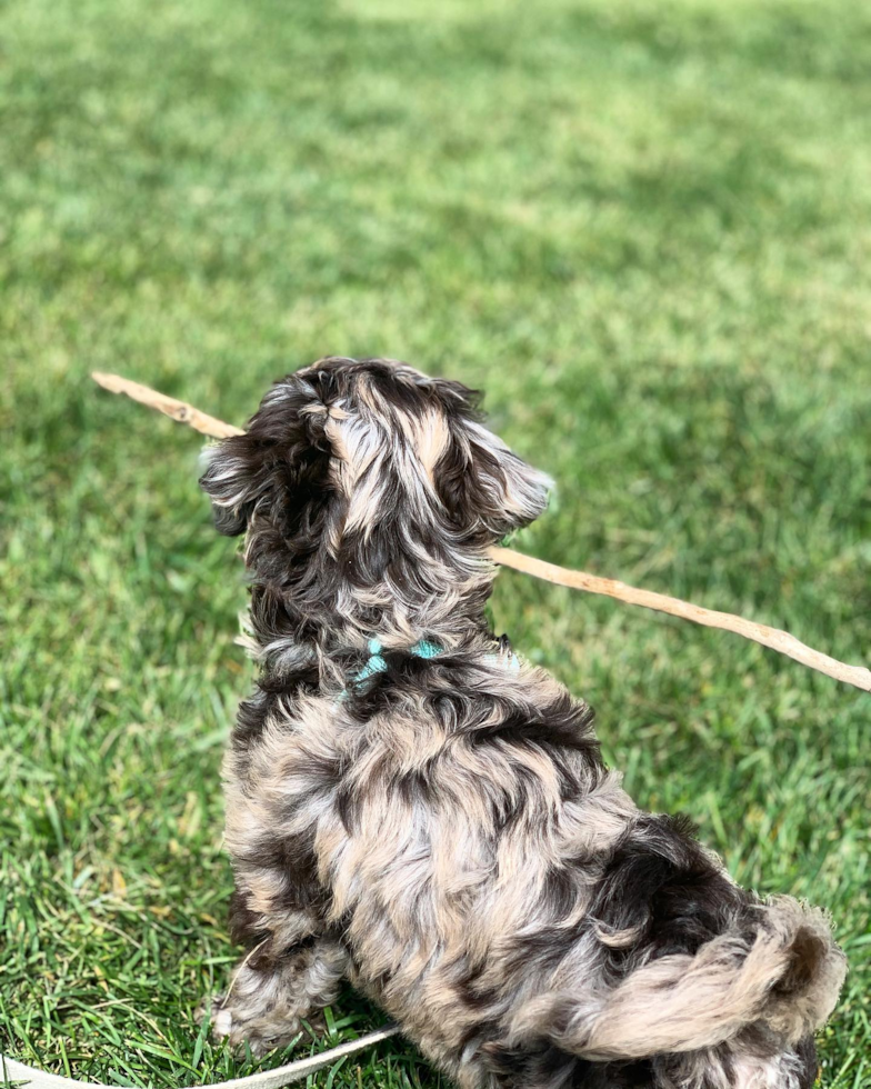 Energetic Labrador Poodle Mix Pup