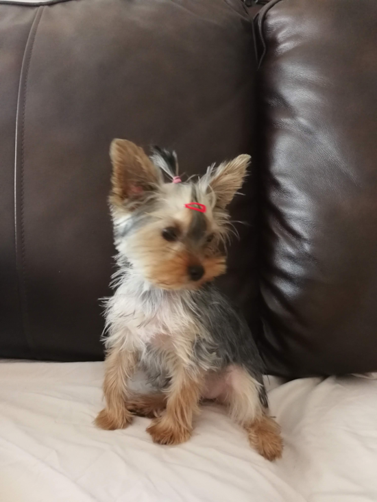 Irvine Yorkshire Terrier Pup