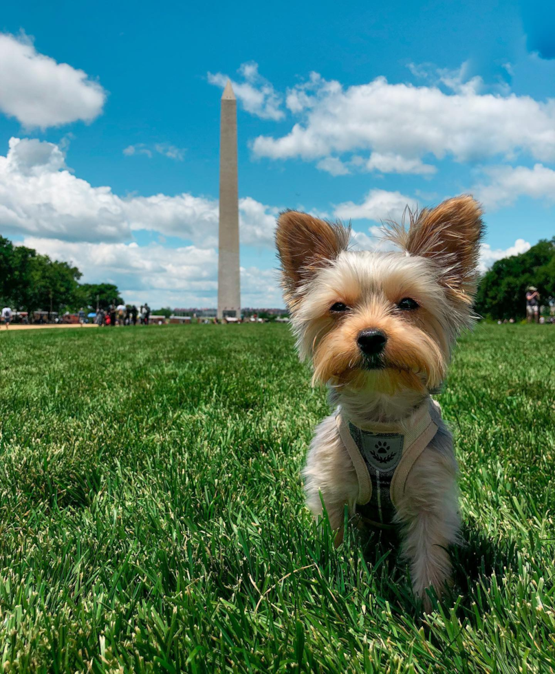 Akc Registered Yorkshire Terrier Purebred Pup