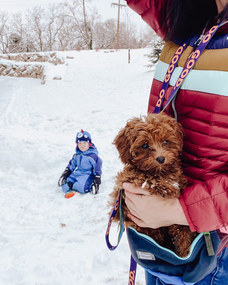 Ogden Cavapoo Pup