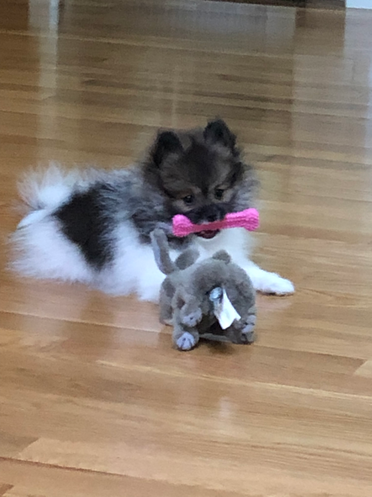 Adorable Pomeranian Pup in Kingston MA