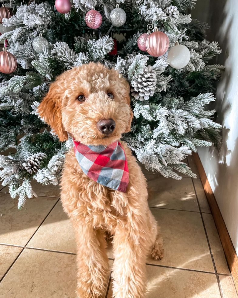 Smart Mini Goldendoodle Poodle Mix Pup