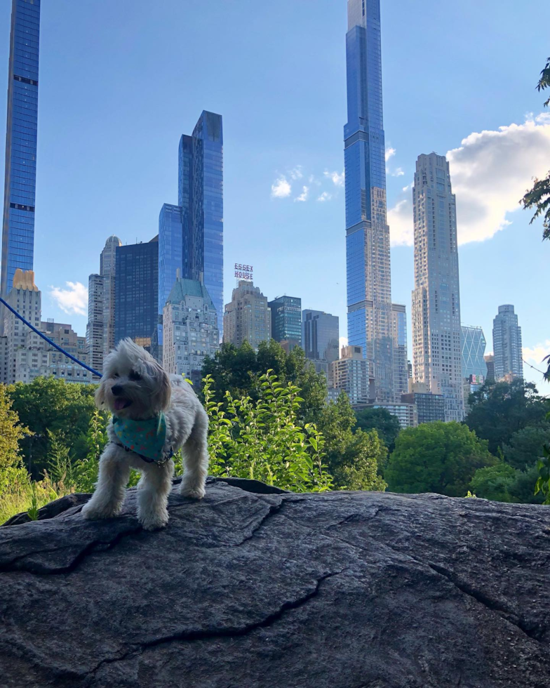 New York Maltipoo Pup