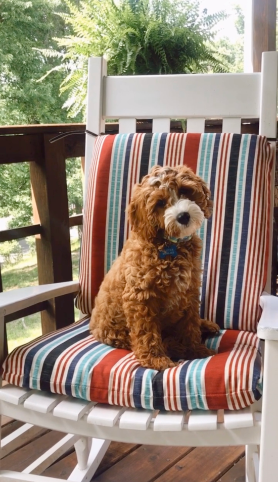 Friendly Cavapoo Pup in Bridgeport WV