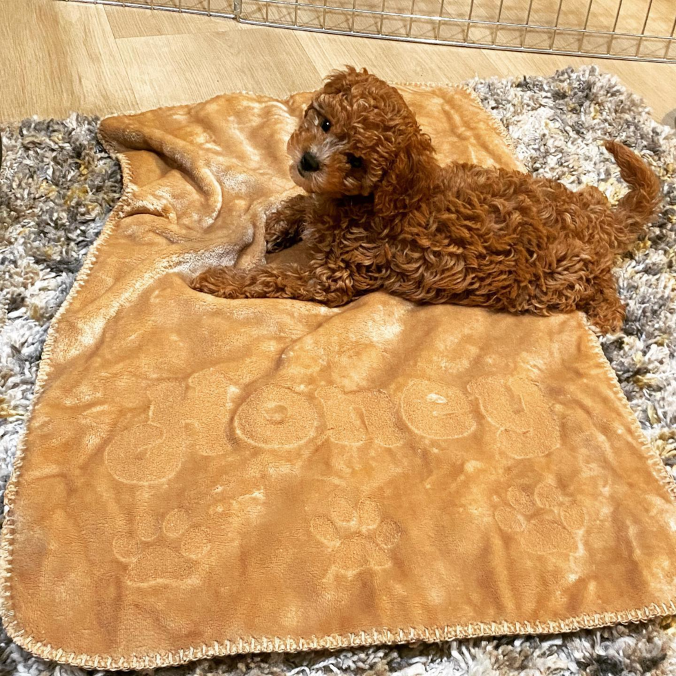 Fluffy Cavapoo Poodle Mix Pup