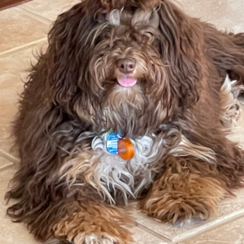 Mini Aussiedoodle Being Cute