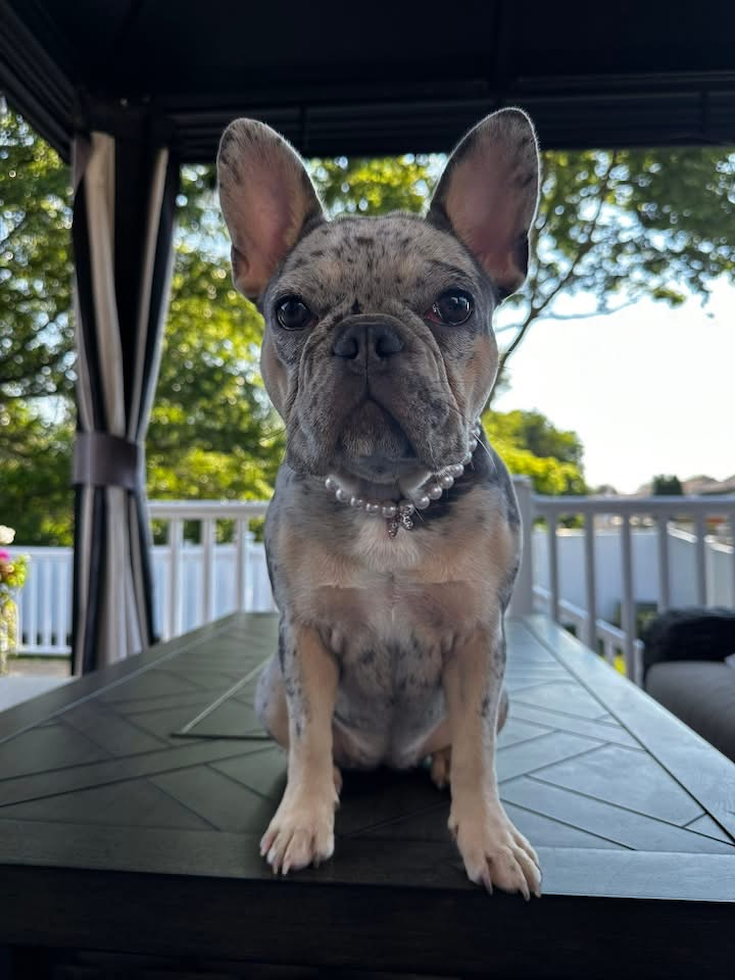 Petite French Bulldog Pup in