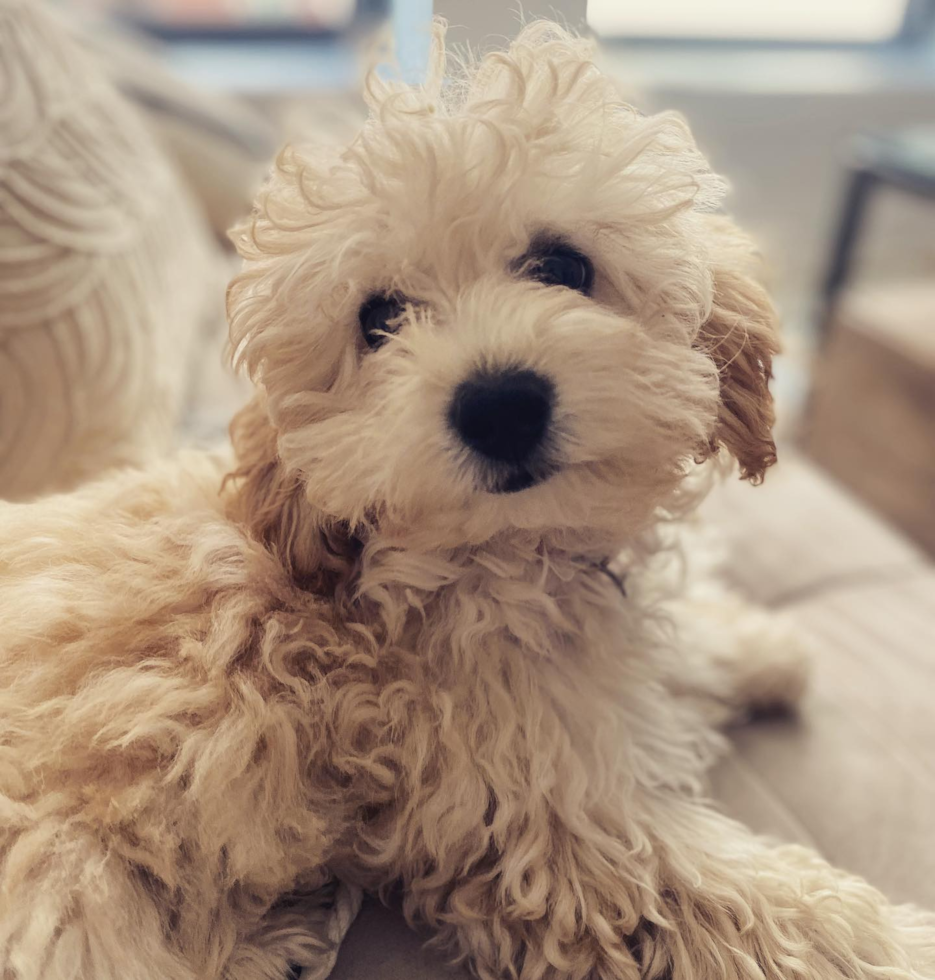 Small Poochon Pup