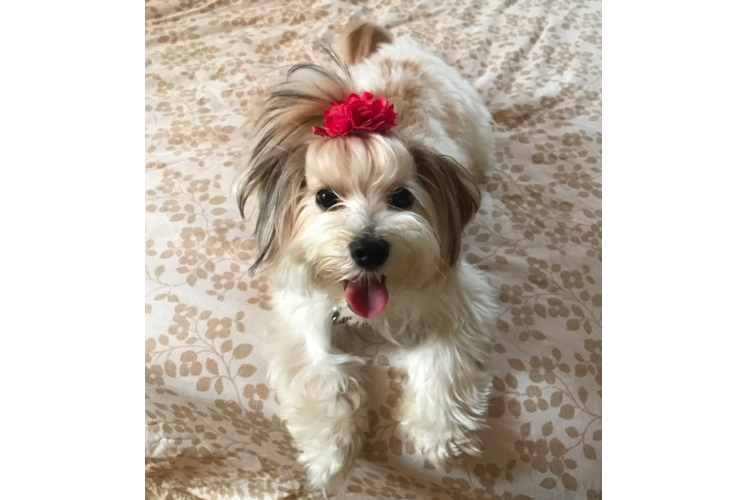 Hypoallergenic Yorkie Designer Puppy