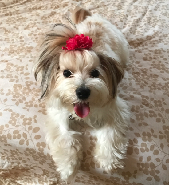 Popular Morkie Designer Pup