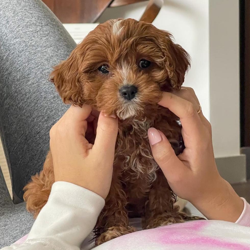 Los Angeles Cavapoo Pup