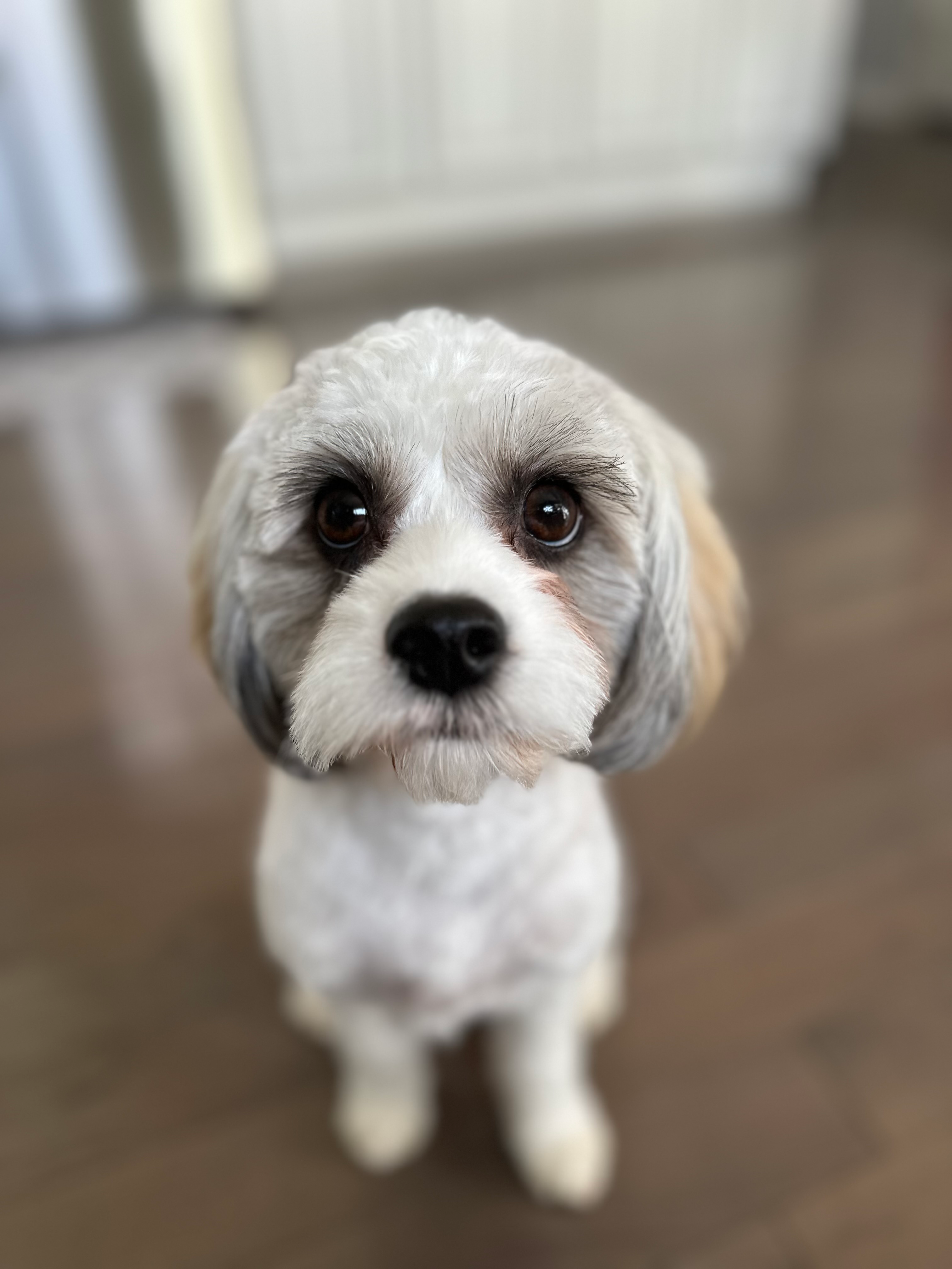 Cavapoo Puppy for Adoption