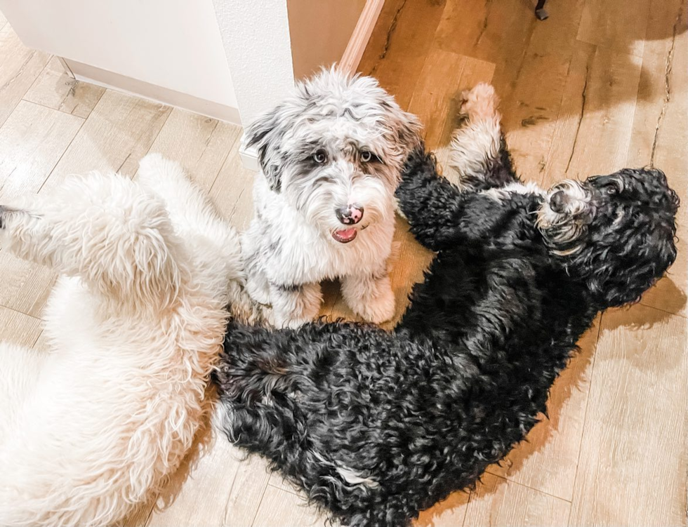 Adorable Sheep Dog Poodle Mix Pup