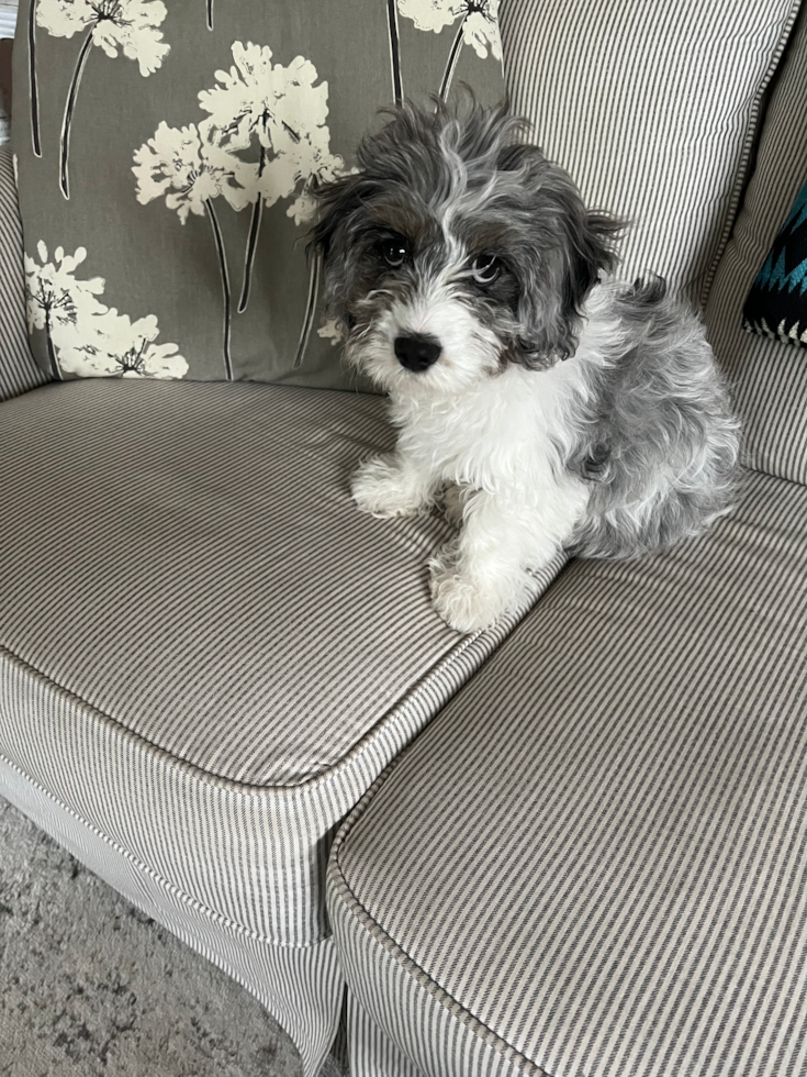 Friendly Cavapoo Pup