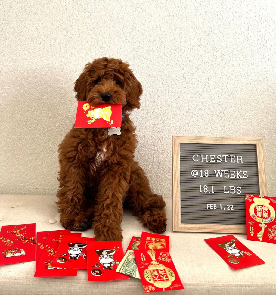 Happy Mini Goldendoodle Pup