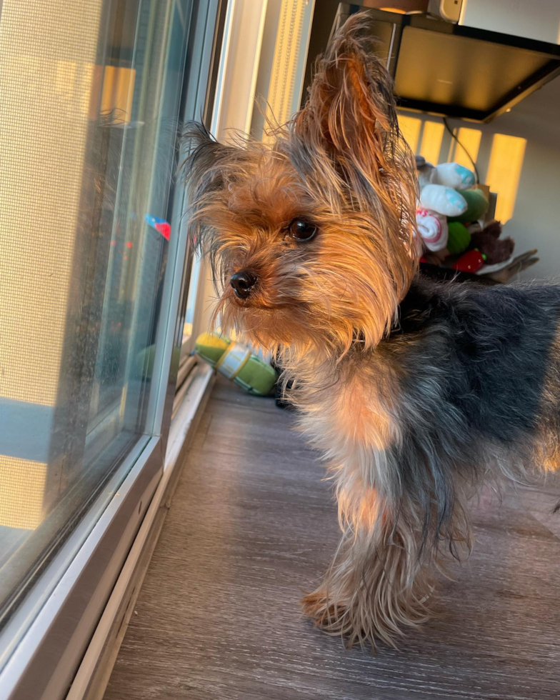 Cute Yorkie Purebred Pup