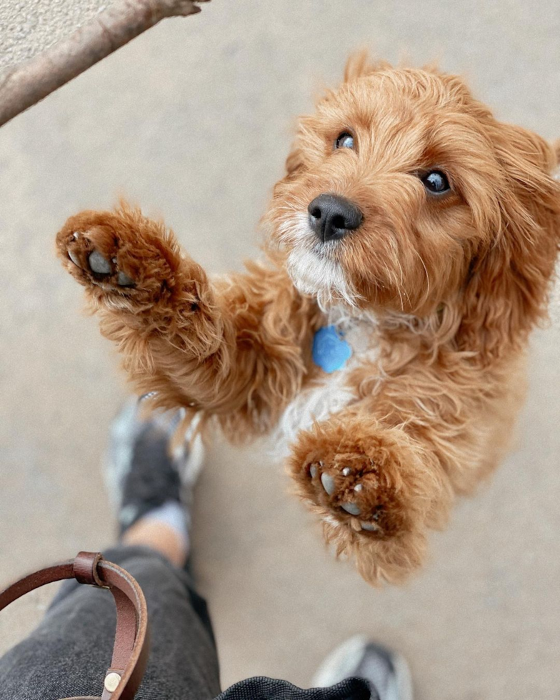 Small Cavapoo Pup in New York NY