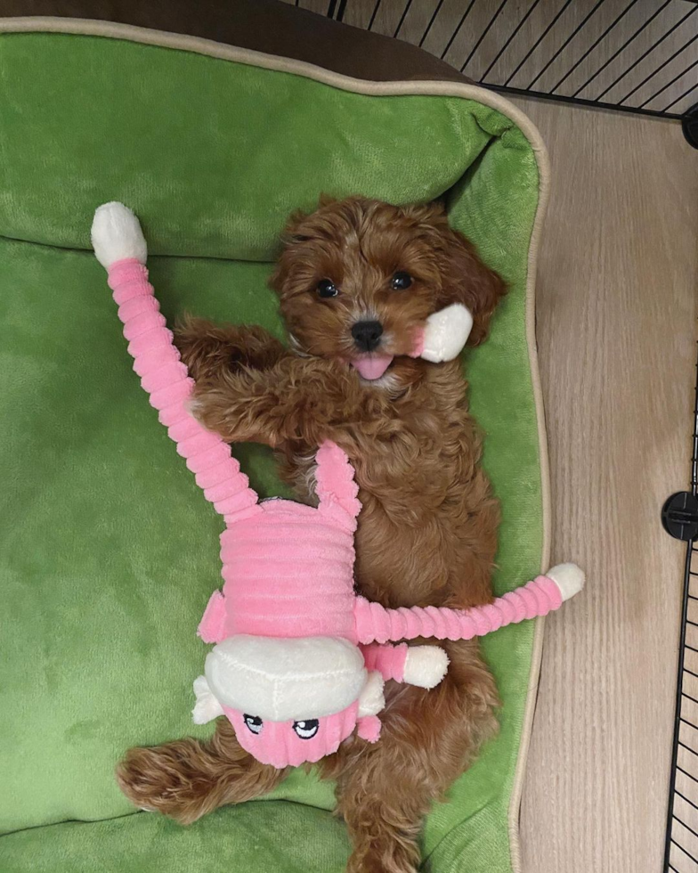 Sweet Cavapoo Pup in Irvine CA