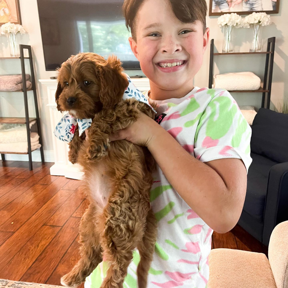 Funny Cavapoo Poodle Mix Pup