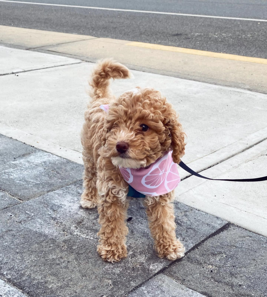 Energetic Pudle Purebred Pup