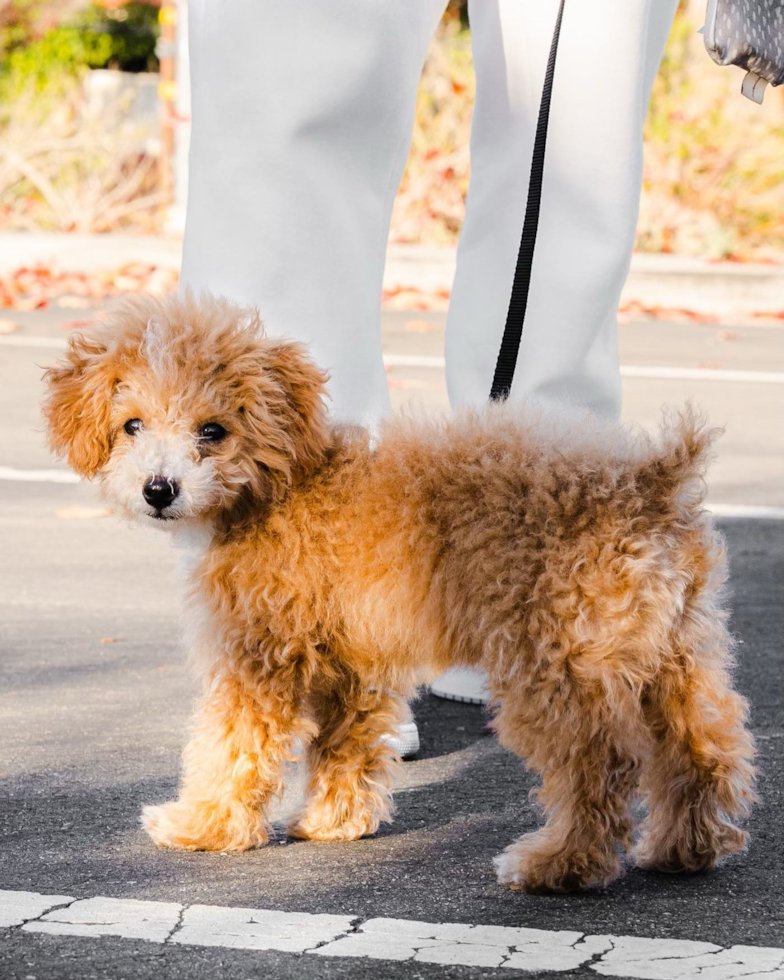 Poochon Being Cute