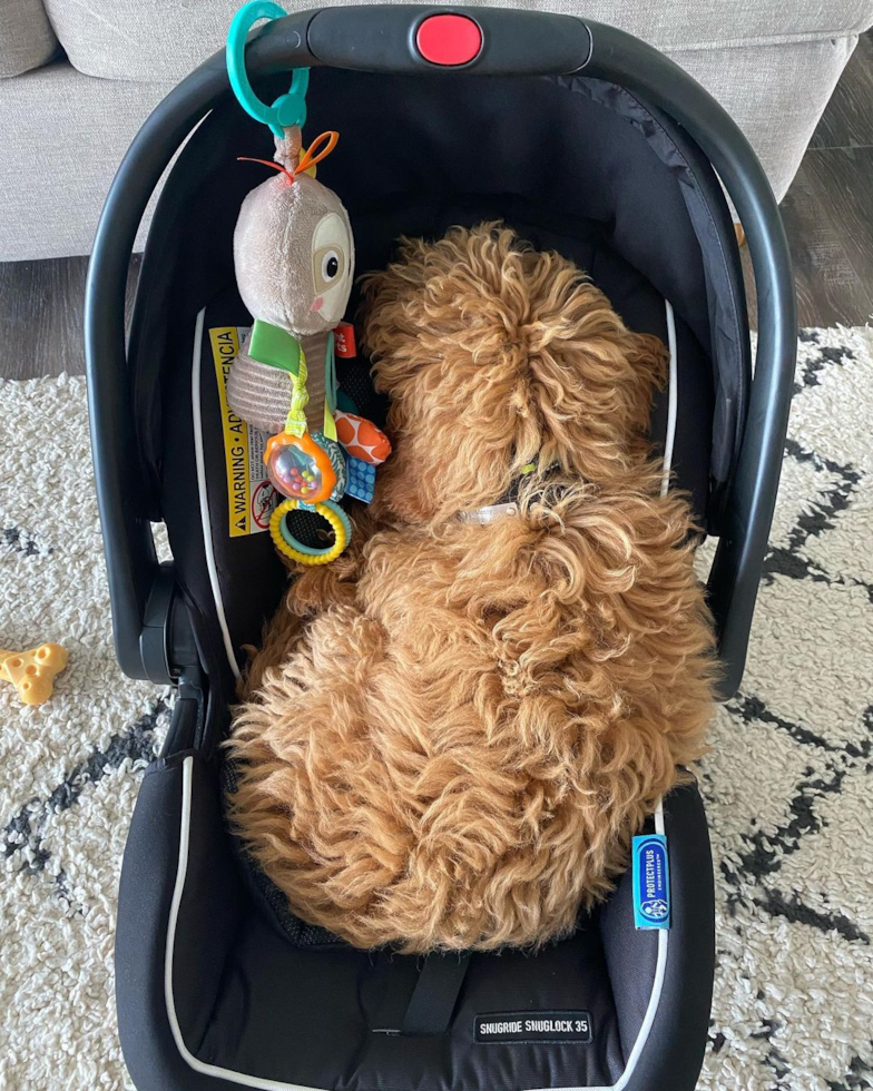 Small Mini Goldendoodle Pup