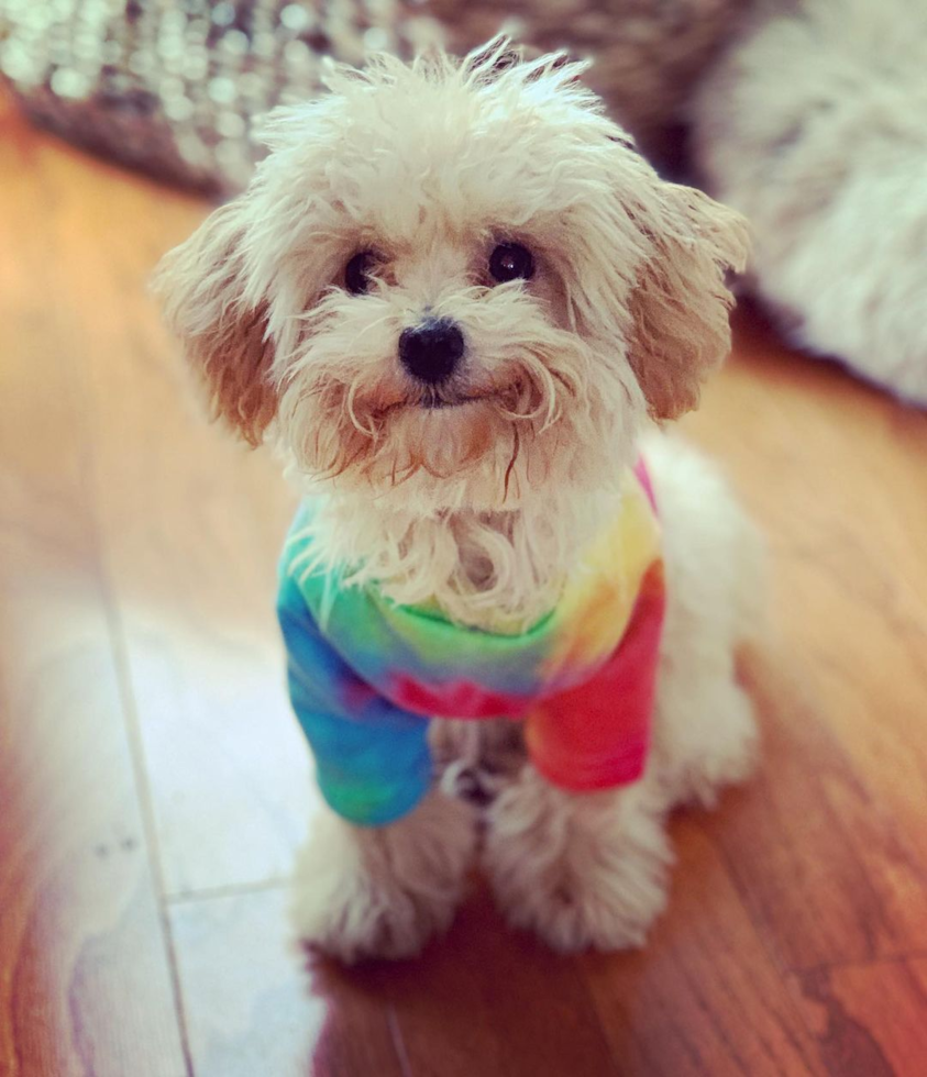 Friendly Maltipoo Pup