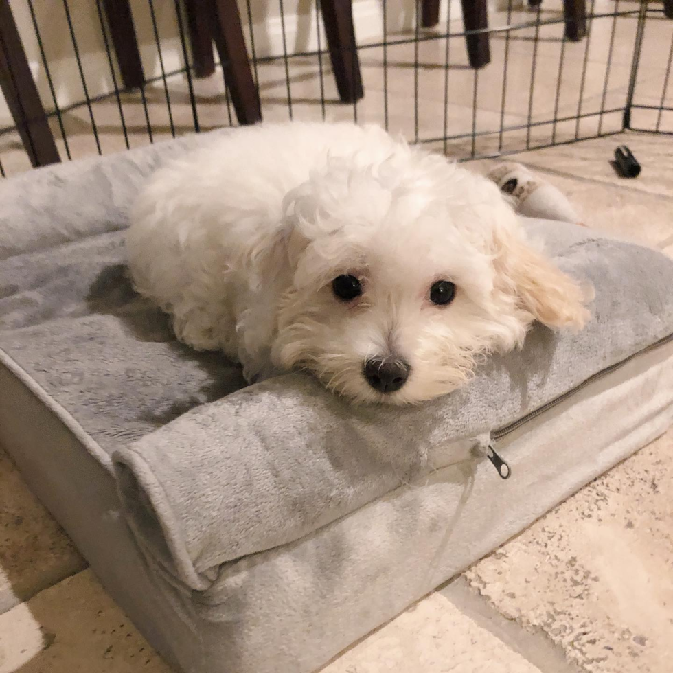 Energetic Maltese Poodle Poodle Mix Pup