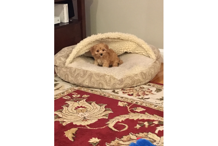 Cavachon Pup Being Cute