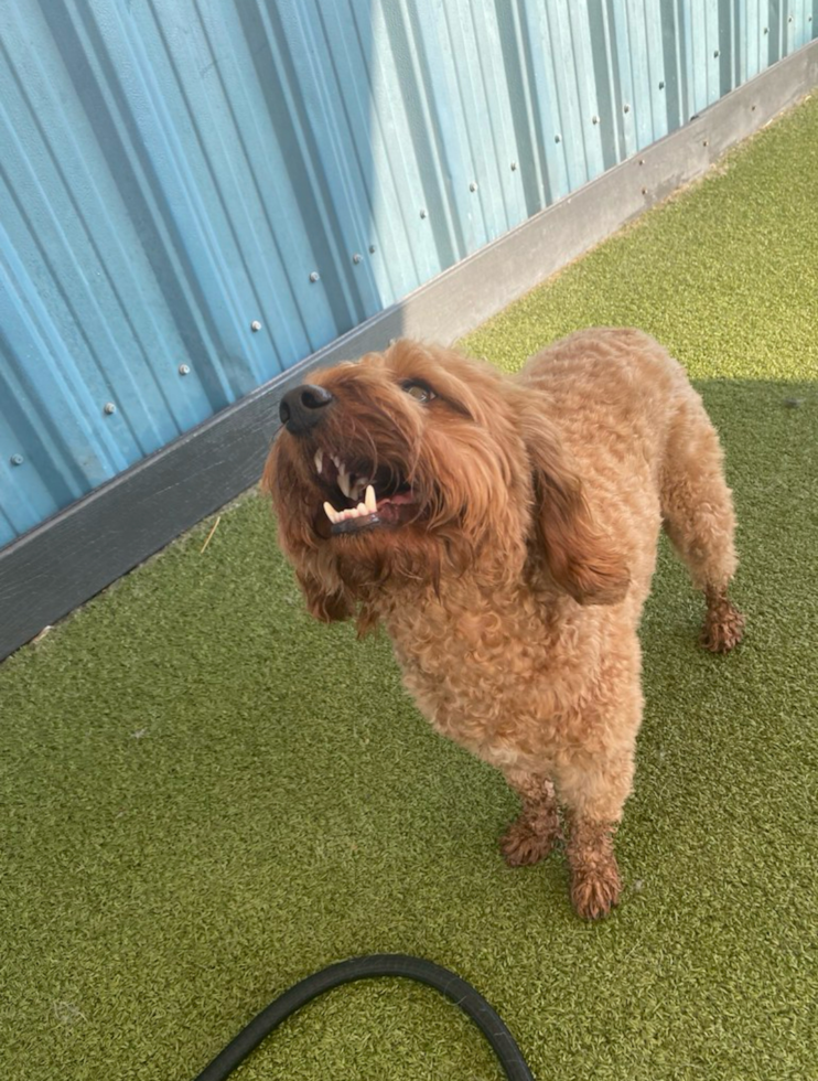 Hypoallergenic Cavadoodle Poodle Mix Pup