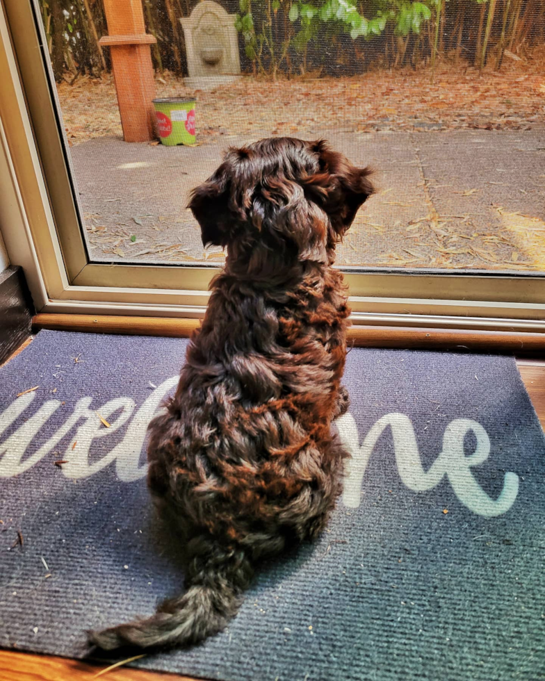 Playful Cavoodle Poodle Mix Pup