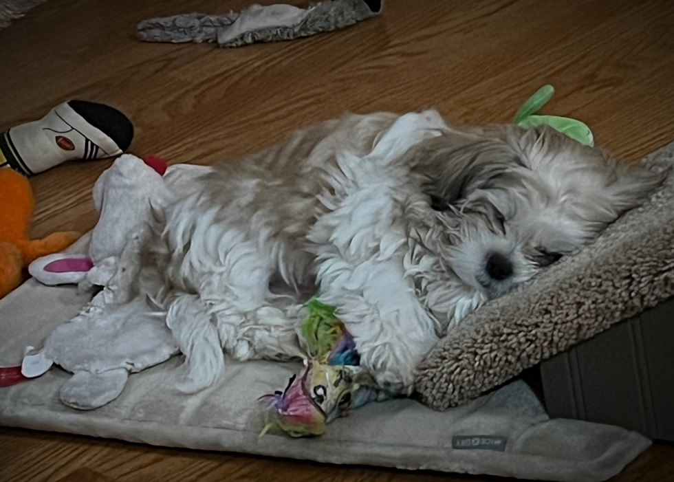 Happy Teddy Bear Pup