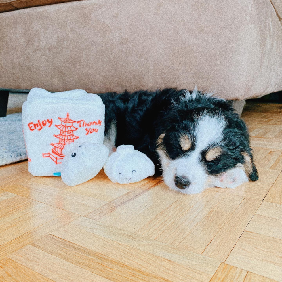 Small Mini Bernedoodle Pup in Jersey City NJ