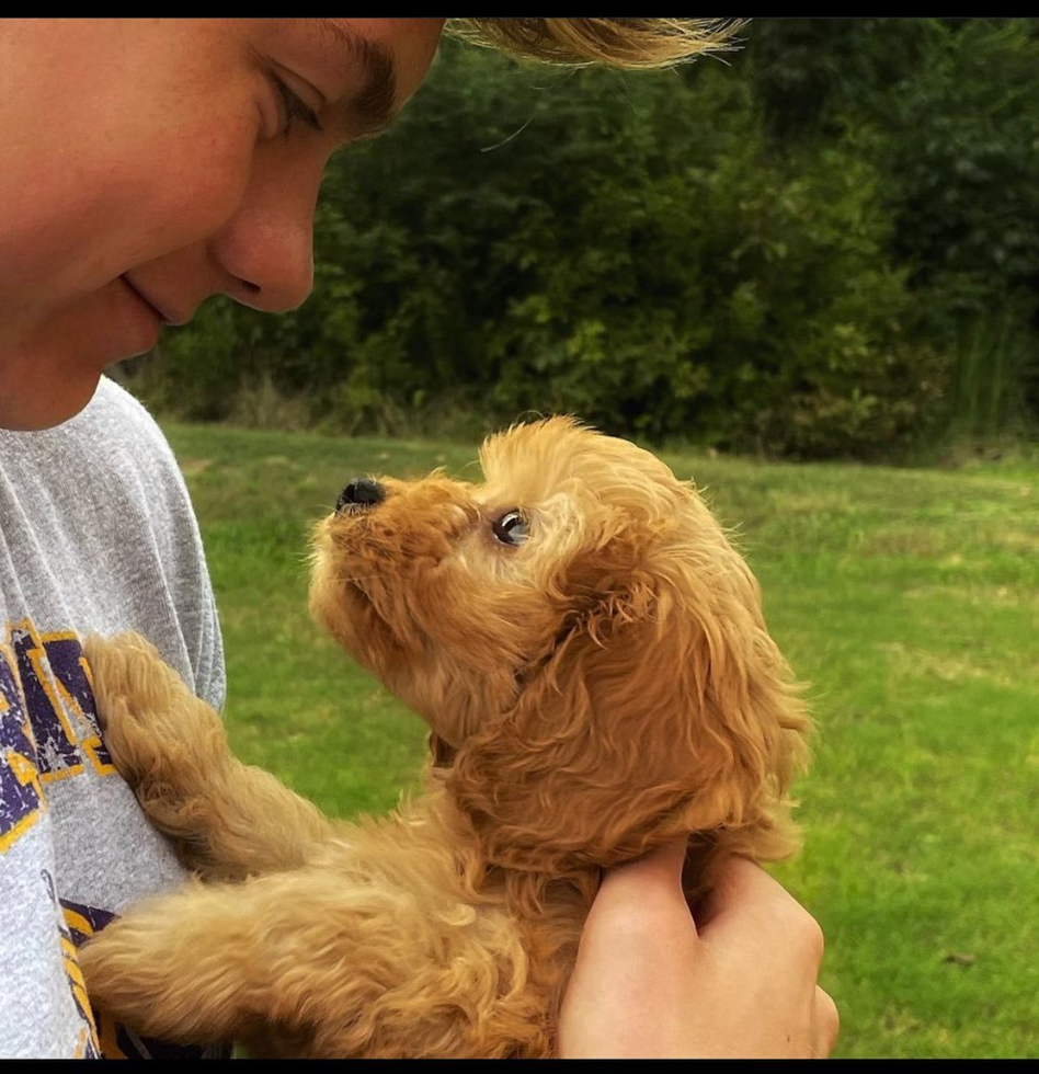 Cavapoo Being Cute