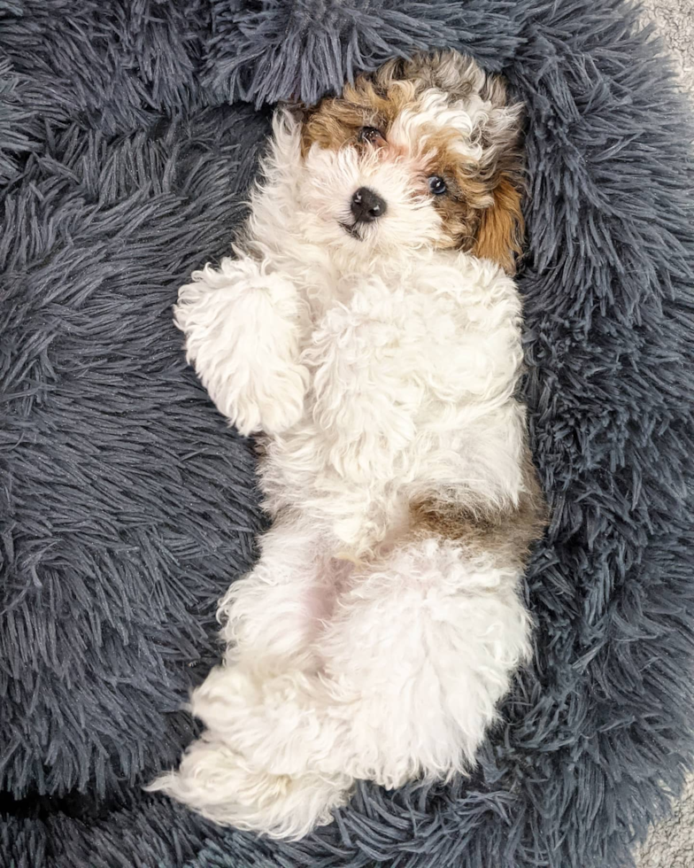 Petite Shih Poo Poodle Mix Pup