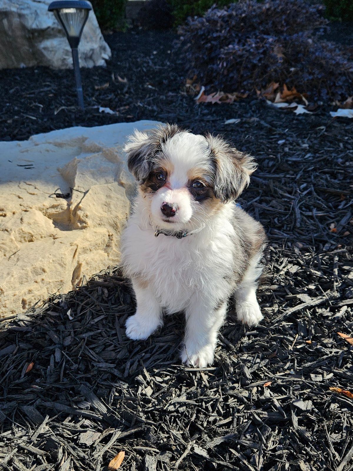 Aussiechon Puppy for Adoption