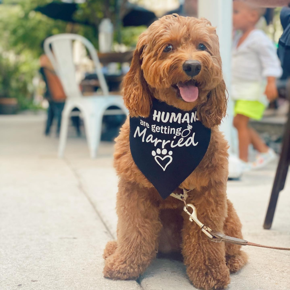 Energetic Golden Retriever Poodle Mix Pup