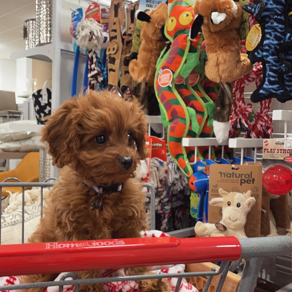 Small Cavapoo Pup