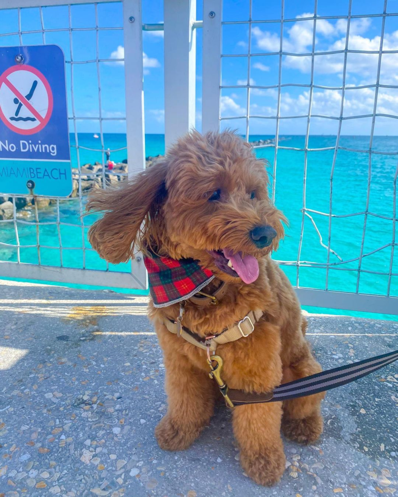 Funny Mini Goldendoodle Poodle Mix Pup