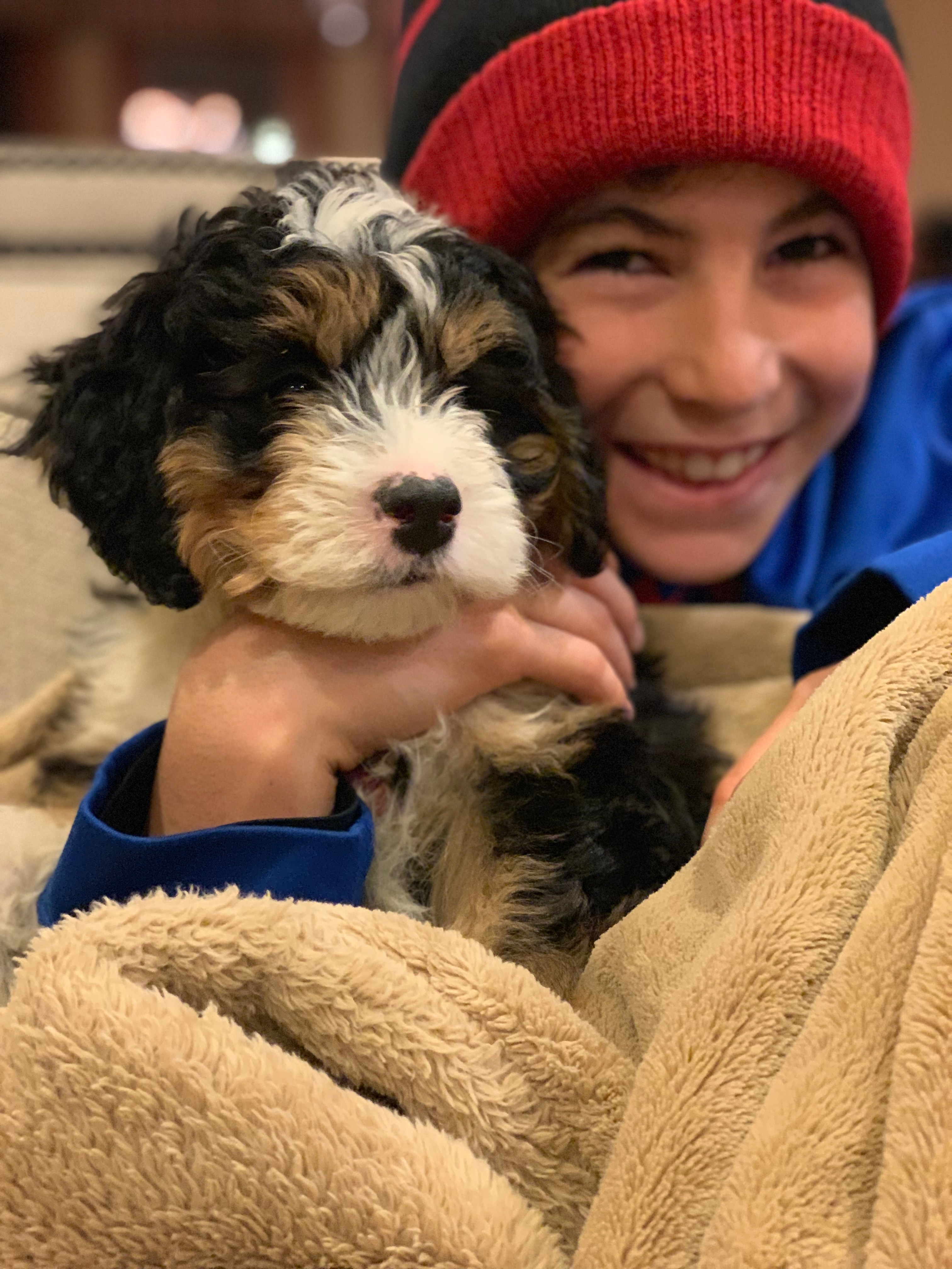 Adorable Mini Berniedoodle Poodle Mix Puppy