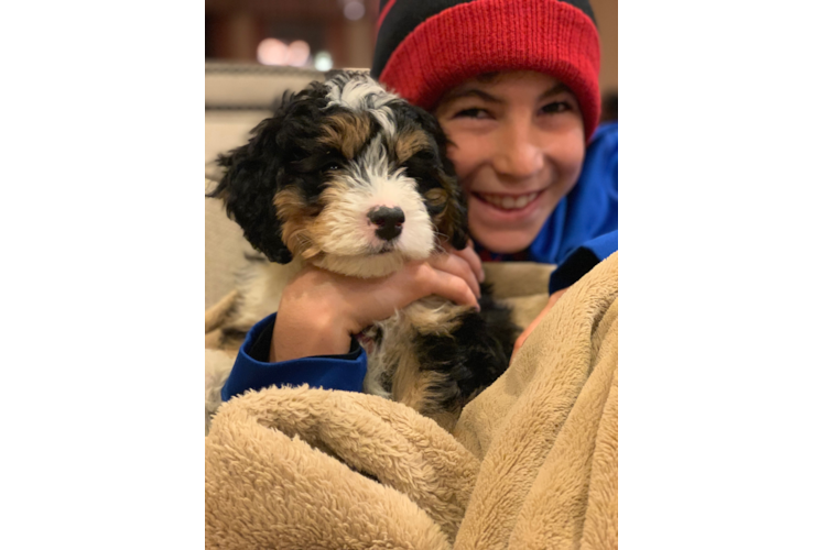 Adorable Mini Berniedoodle Poodle Mix Puppy