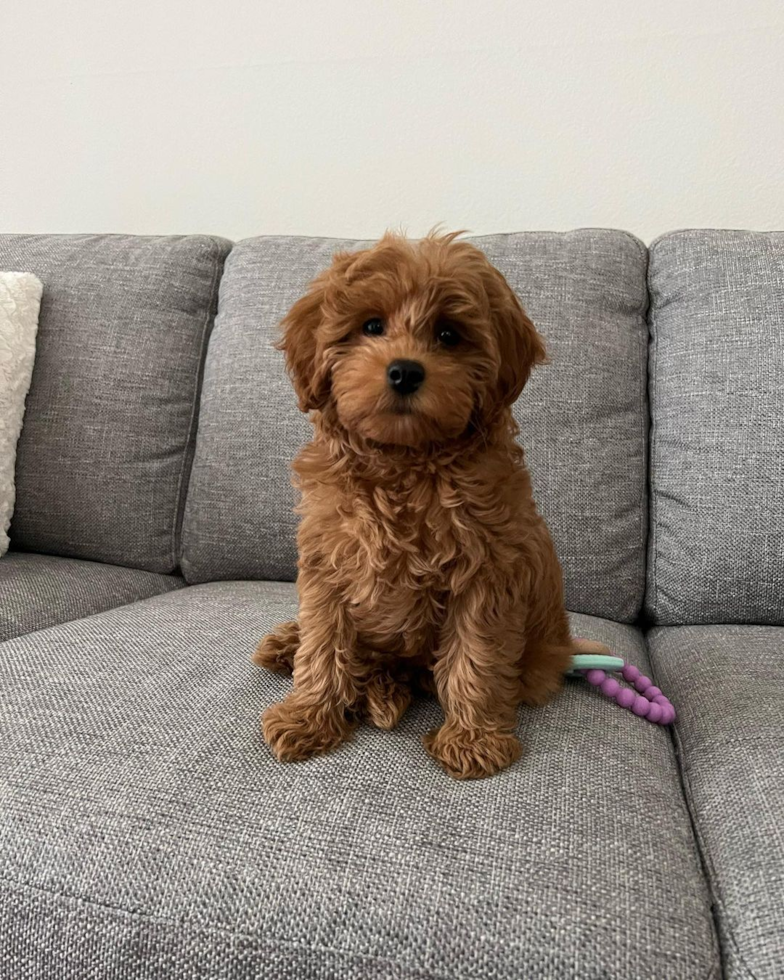 Mini Goldendoodle Being Cute