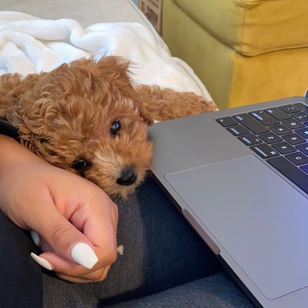 Happy Cavapoo Pup in El Sobrante CA