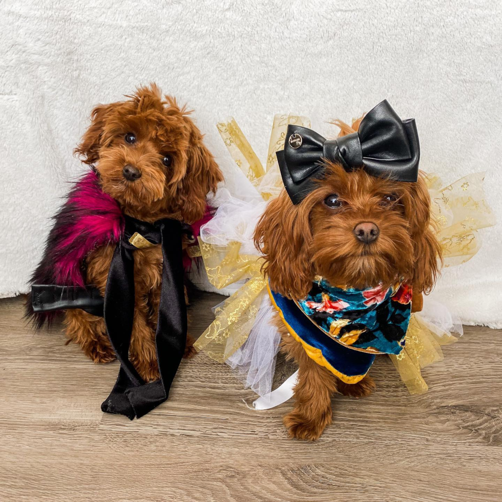 Cute Cavapoo Pup in Ogden UT